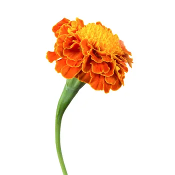 Fresh Marigold Flowers